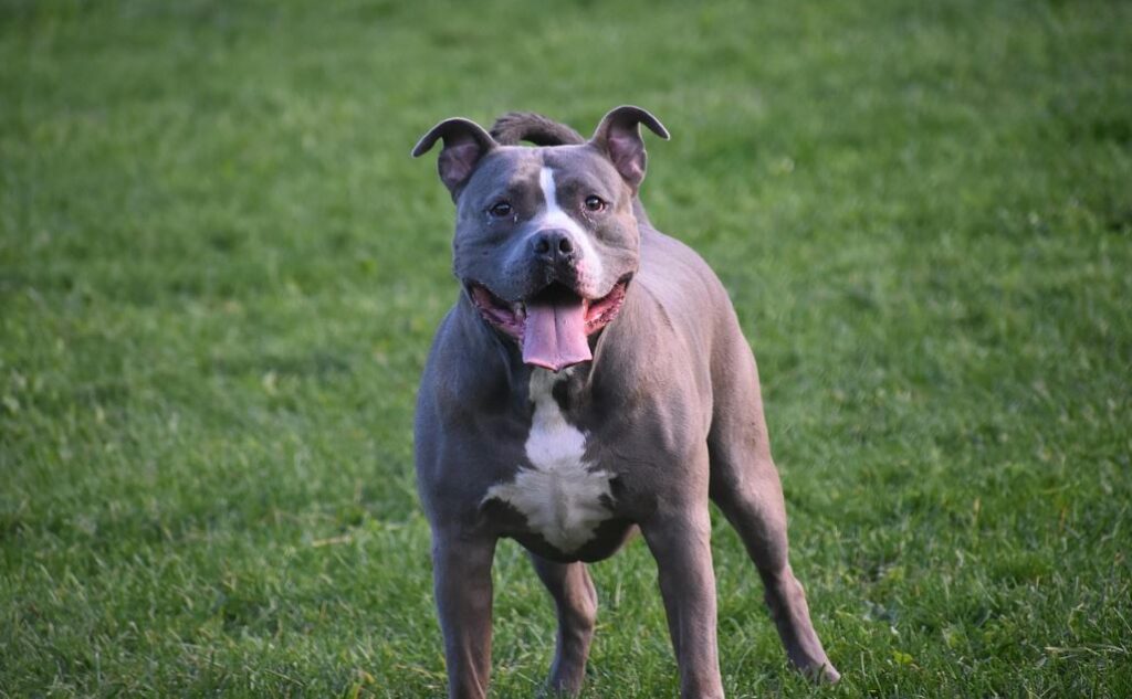 Ataque de perros pitbull en San Rafael, Remanso: Dos hombres heridos gravemente en un violento suceso.
