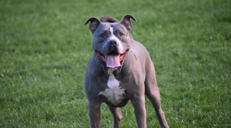 Ataque de perros pitbull en San Rafael, Remanso: Dos hombres heridos gravemente en un violento suceso.