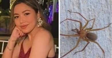 Araña violinista (Loxosceles), responsable de la muerte de una joven en Guaymas, México. Su picadura puede ser mortal si no se trata a tiempo